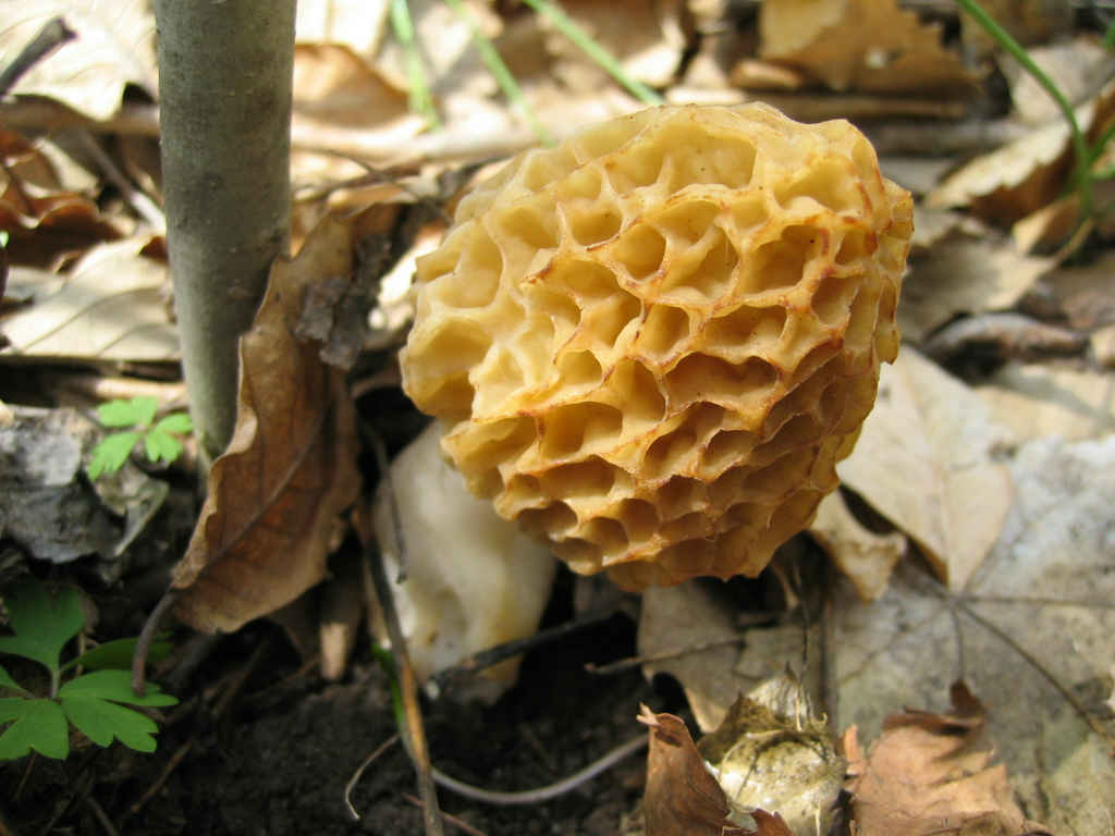 2005 :  Un anno di funghi